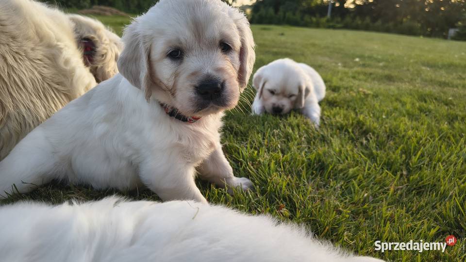 Szczenię Golden retriever