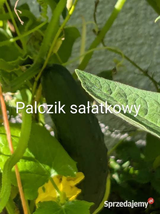 Ogórek Rosyjski Gruzin Kustowoj Palczik Nasiona Nasiona, ziarna, pestki małopolskie Kraków