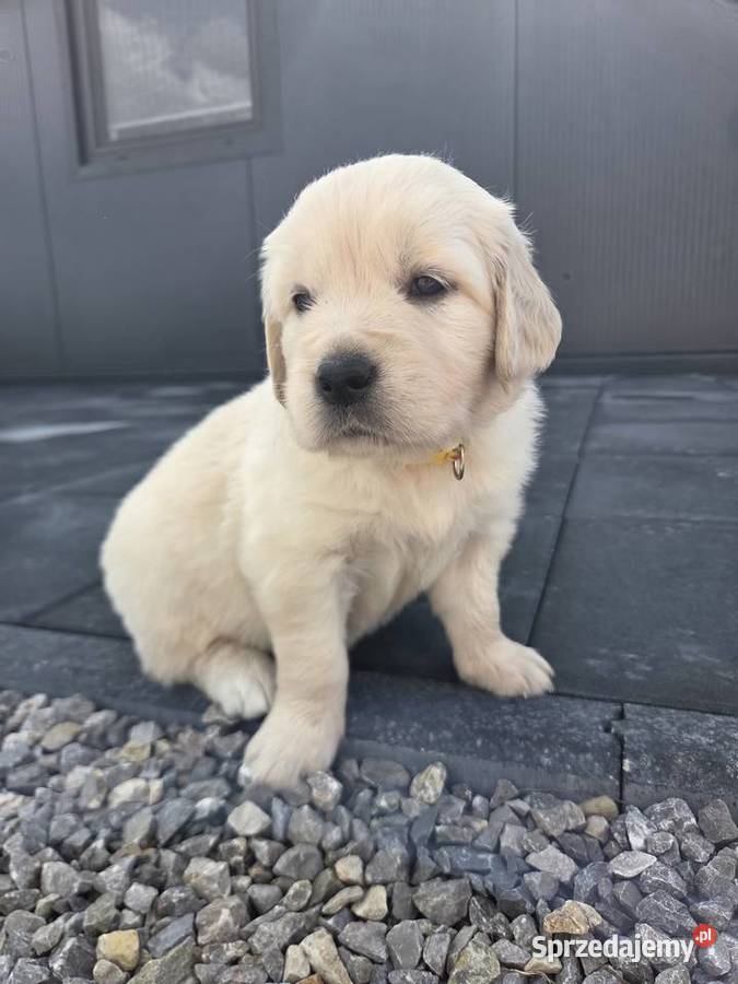 Golden Retriever szczeniaki Wilkowa