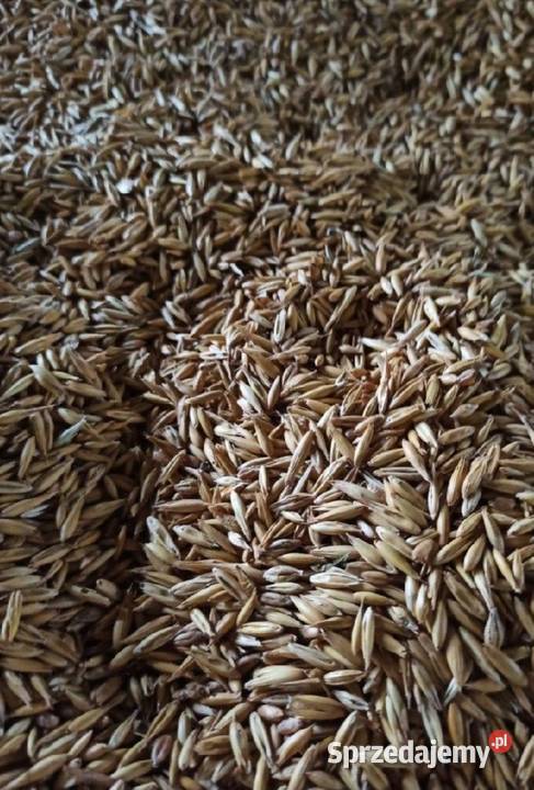 Mieszanka zbóż owies jęczmień pszenica Pozostałe Pozostałe Garwolin sprzedam