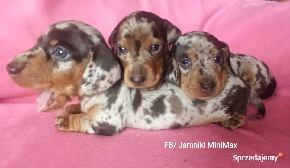 Jamniki krótkowłose króliczeminiaturowe FCI Kraków