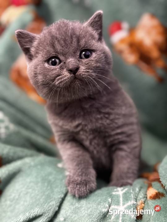Kot Brytyjski British Shorthair Warszawa sprzedam