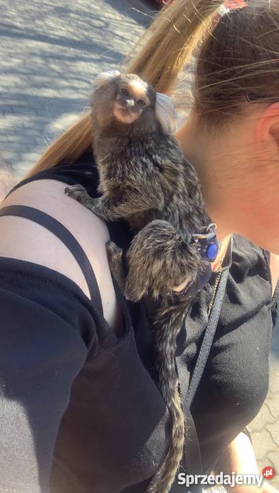 Sprzedam Małpka Marmozeta Białoucha Callithrix