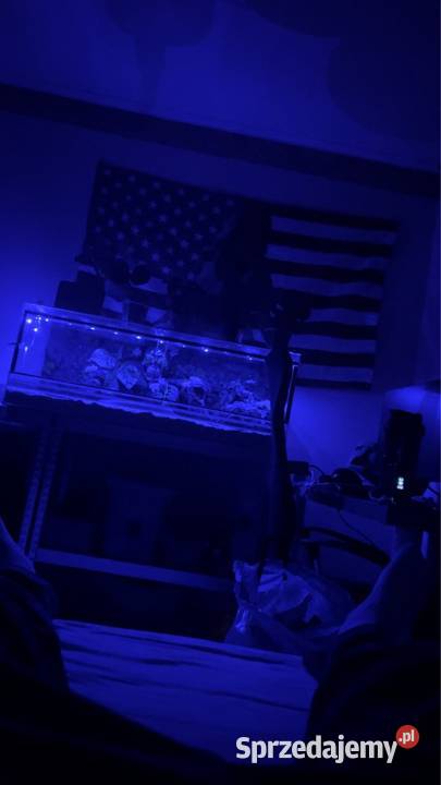 Terrarium z regiusem Sopot sprzedam