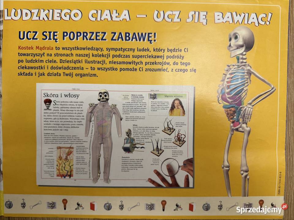Kostek szkielet z narządami firmy Deagostini Lubliniec