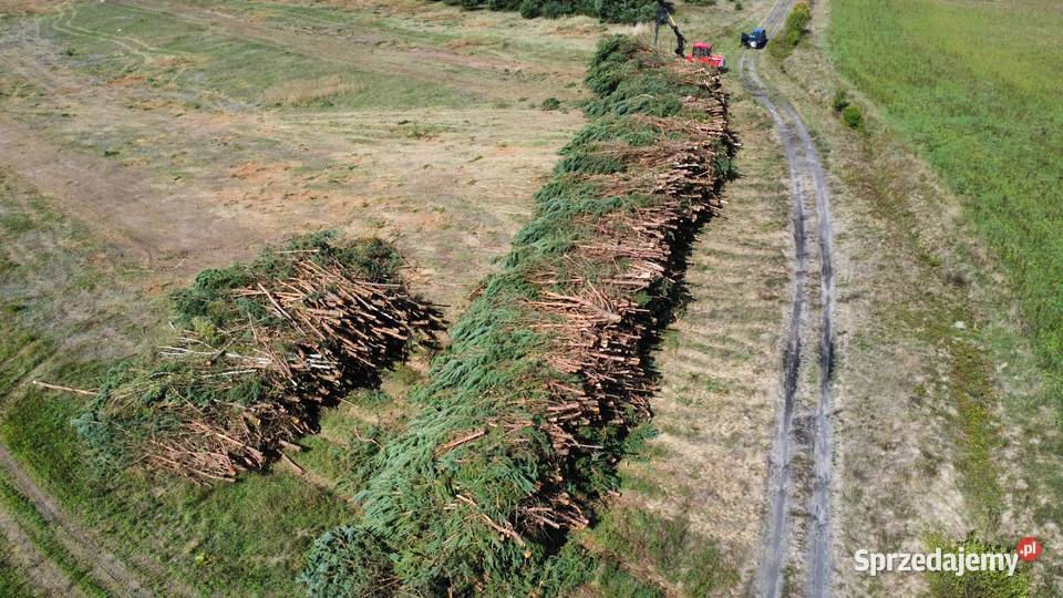 WYCINKA DRZEW ODKUP DREWNA DOKUMENTACJA Woodfast