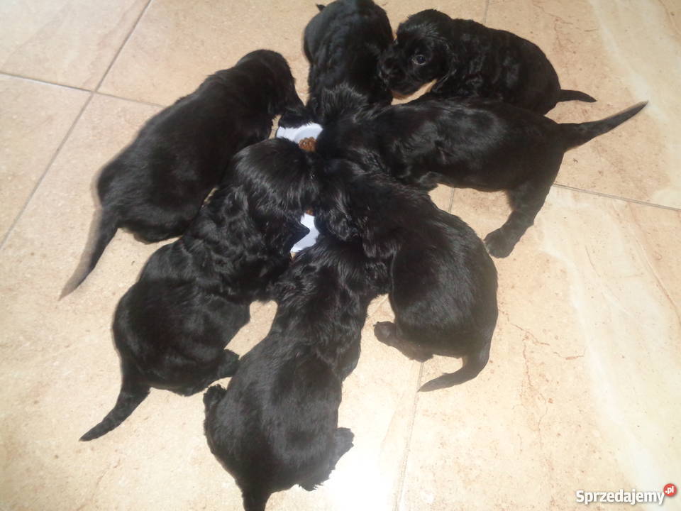 Cocker spaniel 100 rasy CZARNE Zwierzę z łódzkie Radomsko