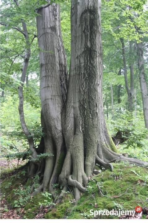 Las bukowy 100 letni Pilica
