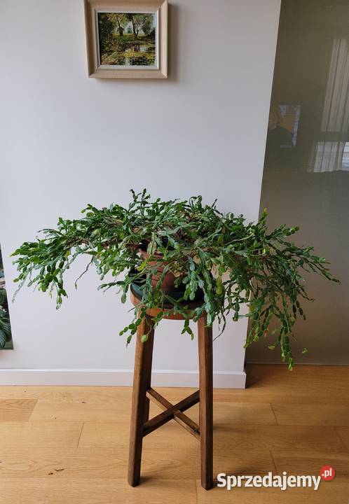 Zygokaktus grudnik Szlumbergera kaktus Warszawa