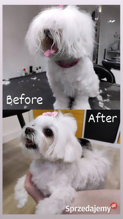 Petsitter Groomer Spacery wizyty domowe opieka