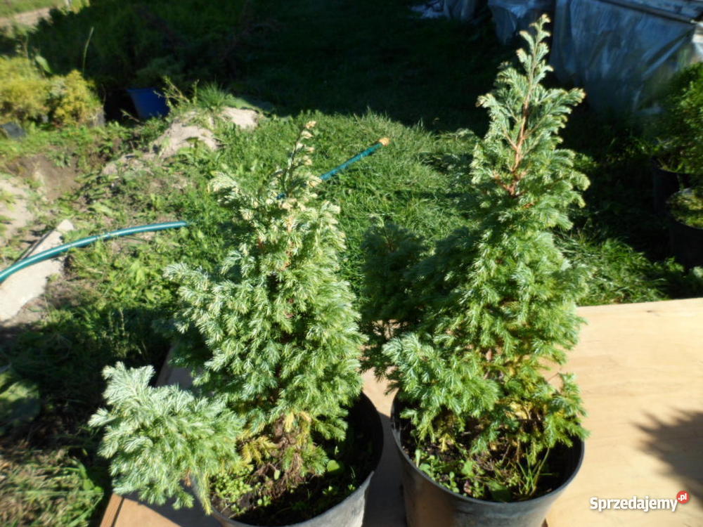 Krzewy ozdobne iglaki mazowieckie Mszczonów