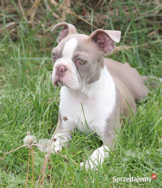 Boston Terrier color chłopaki Kędzierzyn-Koźle sprzedam