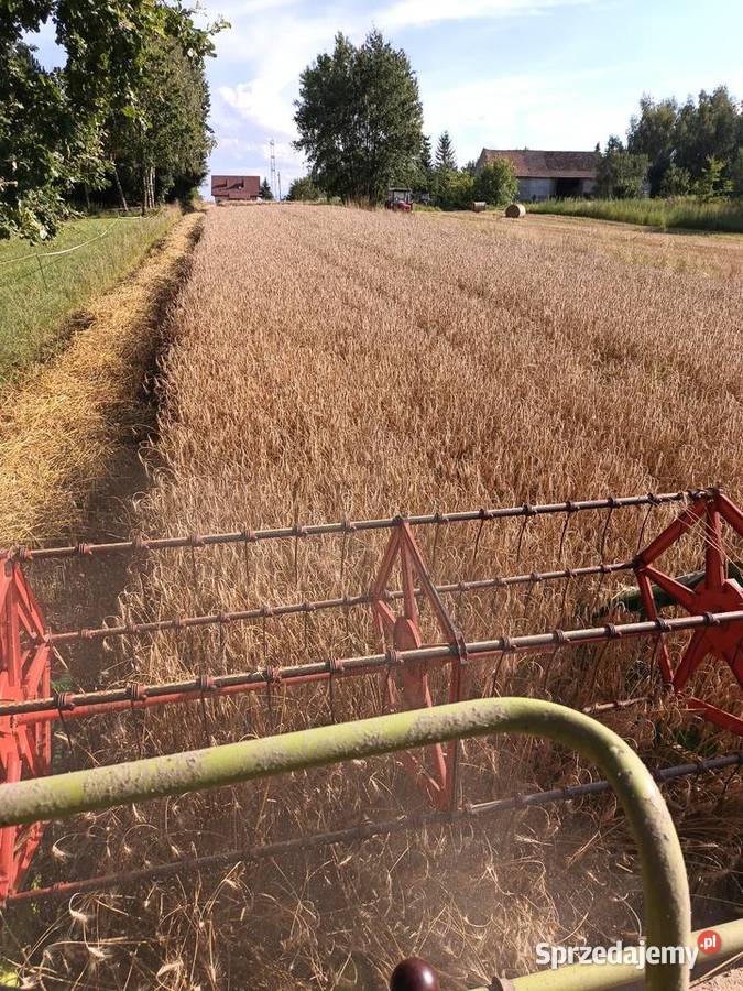 Pszenica euforia i Fox centrali Liplas