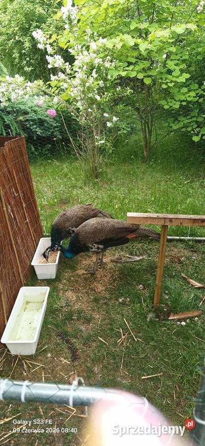Pawie szmaragdowe Gorzów Wielkopolski sprzedam