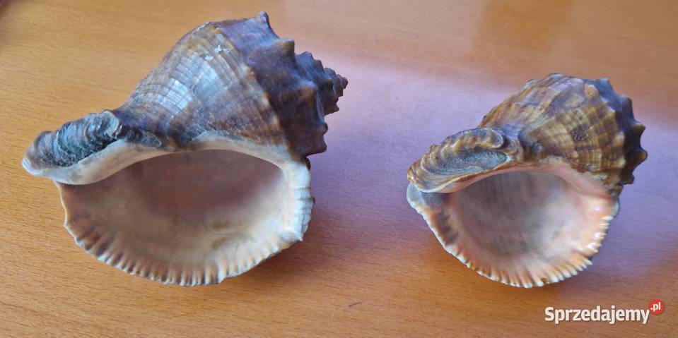 2 muszle morskie rapana venosa rapana Thomasa Pozostałe Warszawa sprzedam