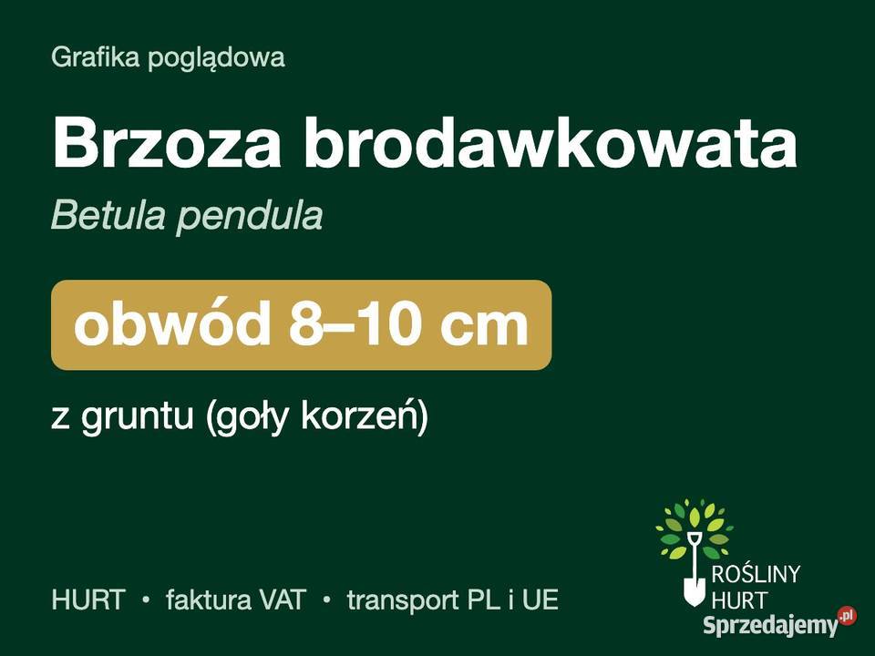 Brzoza brodawkowata Betula pendula obwód 810 z