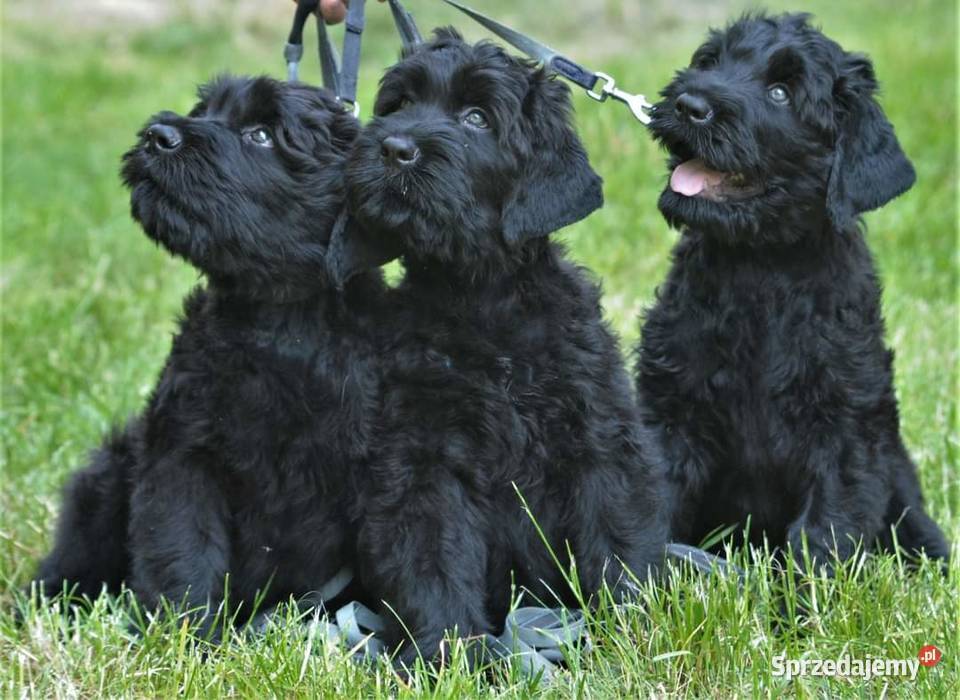 CZARNY TERIER ROSYJSKI szczenięta rodowodowe Szczecin