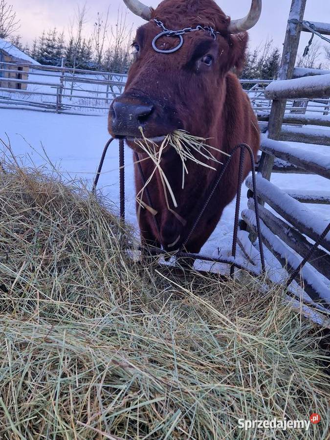Sprzedam krowę mleczną Suwałki