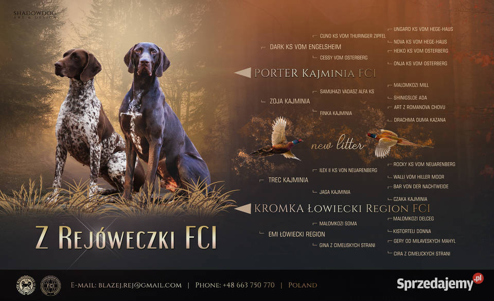 Wyżeł niemiecki krótkowłosy ZKwP FCI Kraśnik