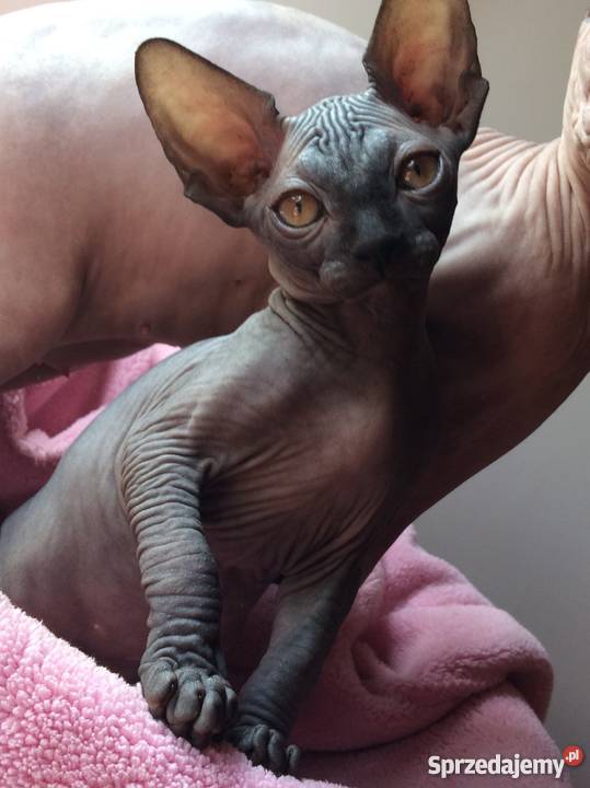 SPHYNX CANADIAN Sfinks Kanada Warszawa Sosnowiec Sfinks sprzedam
