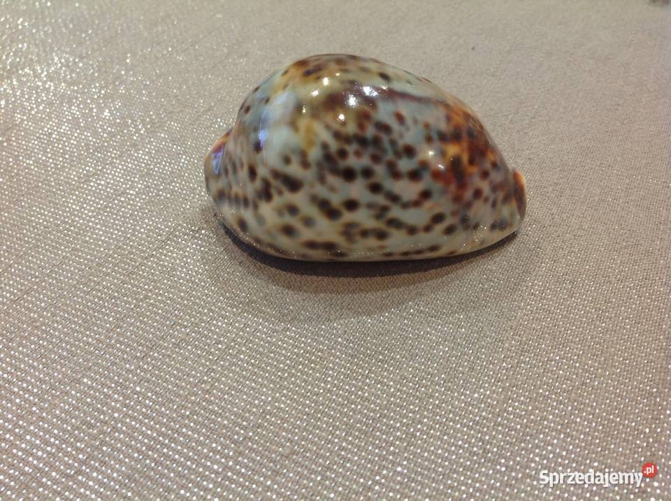 Muszla z Mauritiusa Dekoracja