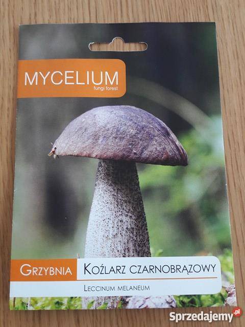 Grzybnia Koźlarz Czarnobrązowy Grzyby w Ogrodzie Bydgoszcz