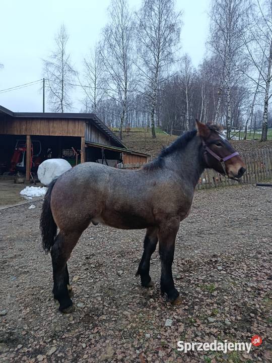 Żrebak deresz małopolskie Biecz