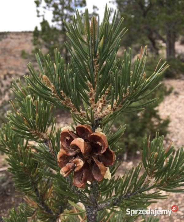 SOSNA EDULIS Pinus edulis NASIONA 30 sztuk 10g kujawsko-pomorskie Lubanie