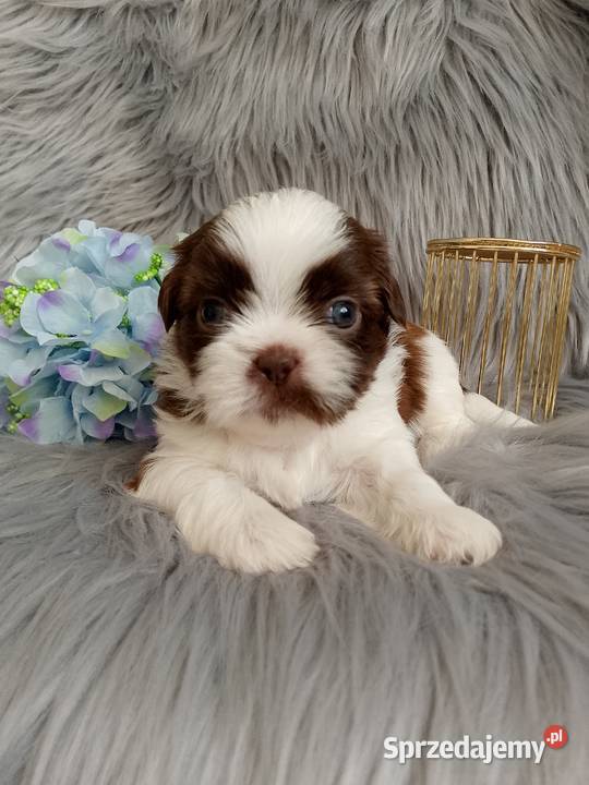 Piekny piesek rasy ShihTzu opolskie Namysłów