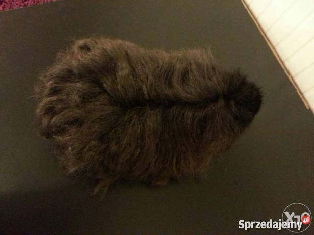 Świnka morska rasa Texel Łódź