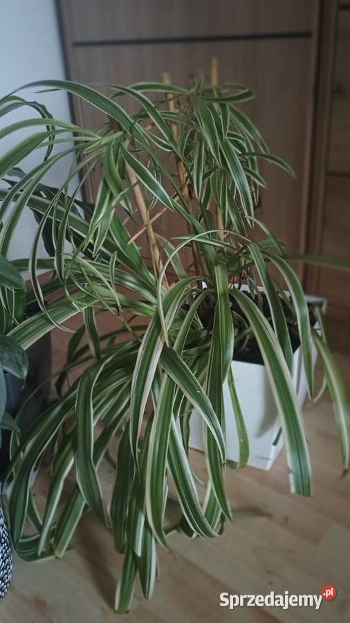 Rośliny doniczkowe wszystkie doniczki Lubartów sprzedam