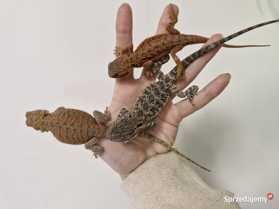 Agama Brodata rożne odmiany barwne w roznym dolnośląskie sprzedam