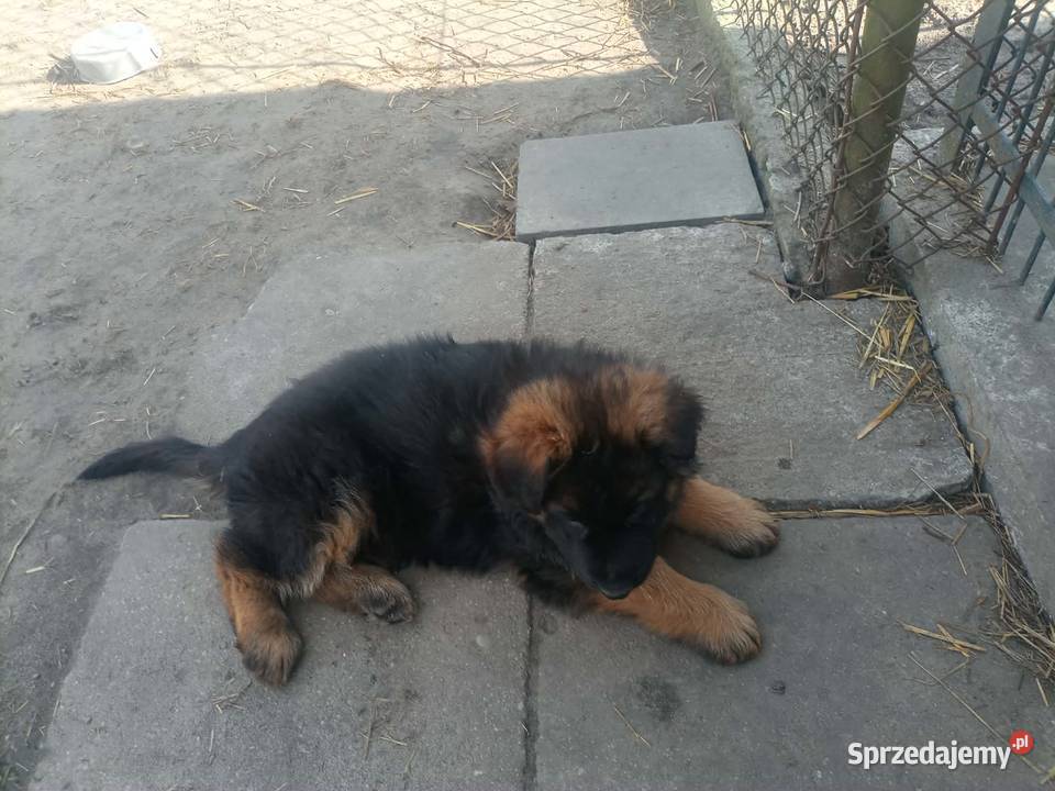 Owczarek niemiecki szczeniak