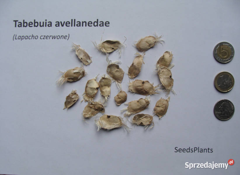 LAPACHO Tabebuia avellanedae NASIONA 1400 sztuk Nasiona Lubanie