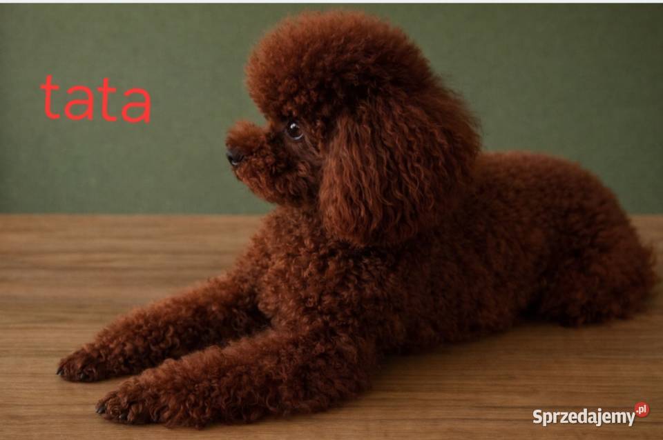 Pudelki toyminiatura Red Brown Śrem
