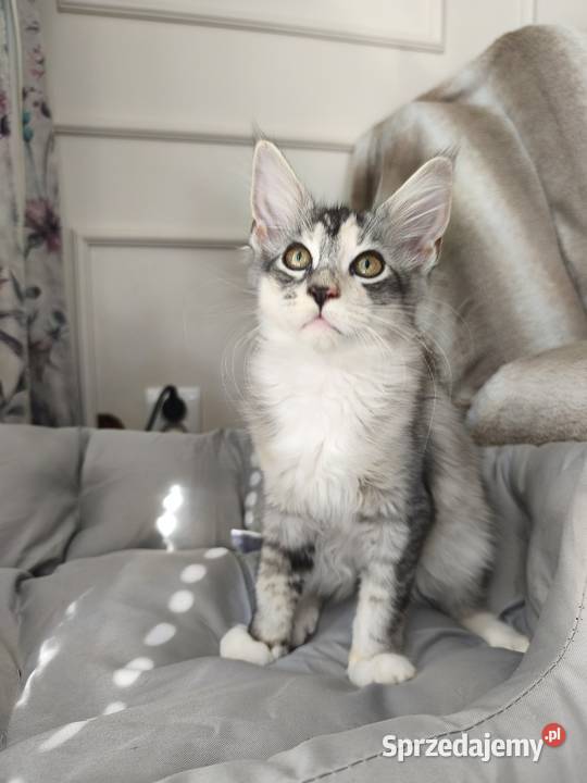 Adele kotka Maine coon Lipa