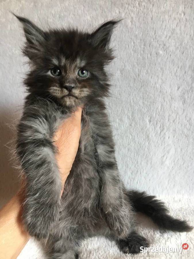 Kocięta Maine Coon wielkie koty Kraków
