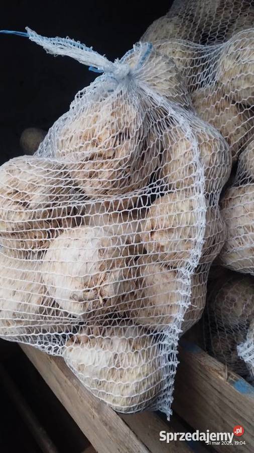 Seler myty 500 małopolskie Malkowice