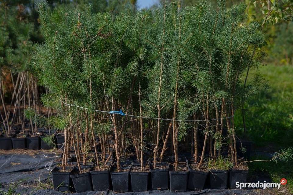 Sosna zwyczajna Pinus sylvestris wys 140150