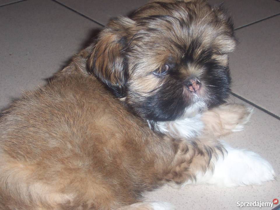Szczenięta shih tzu Psy Wieluń