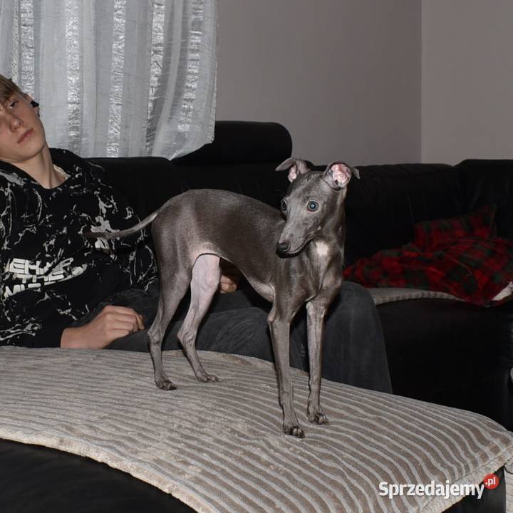 Charcik włoski suczka ZKwP FCI Pozostałe Zielona Góra