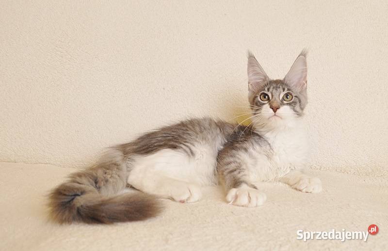 Przepiękna koteczka Maine Coon GOTOWA DO ODBIORU Białystok