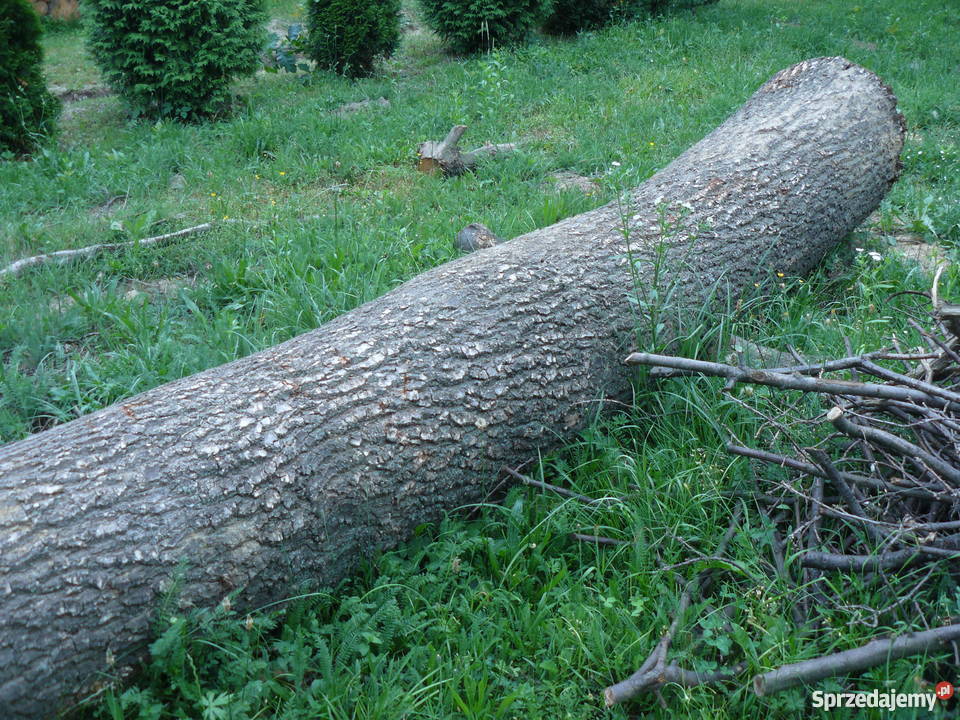 Sprzedam dęba w klocu Pozostałe Rozbórz Okrągły sprzedam