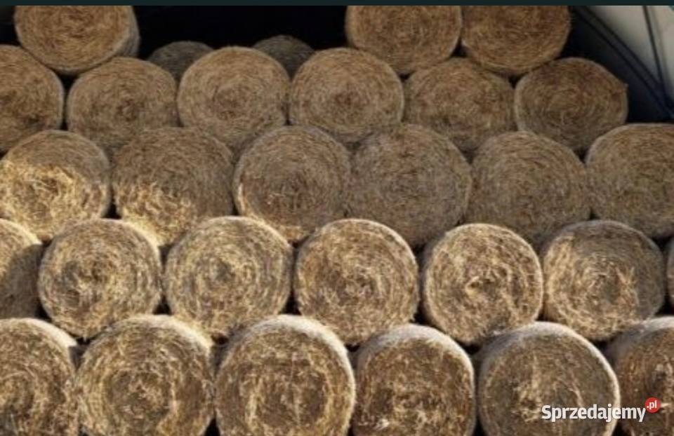 Słoma pszenżytnia 120x120 Piórków