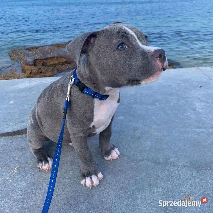 Piekne amstaffy Amstaff Warszawa