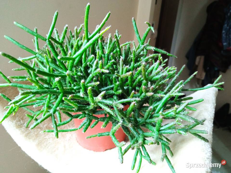 Kwiaty domowe różne może coś wybierzesz Wyposażenie wnętrz Białystok