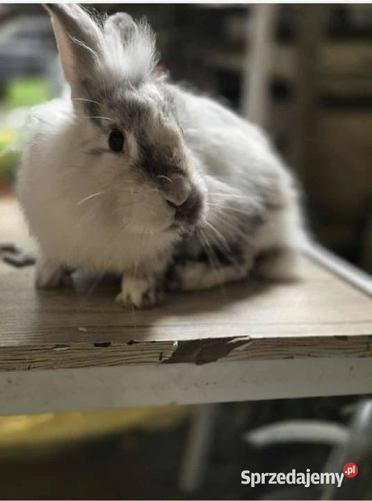 Królik miniaturka Frysztak