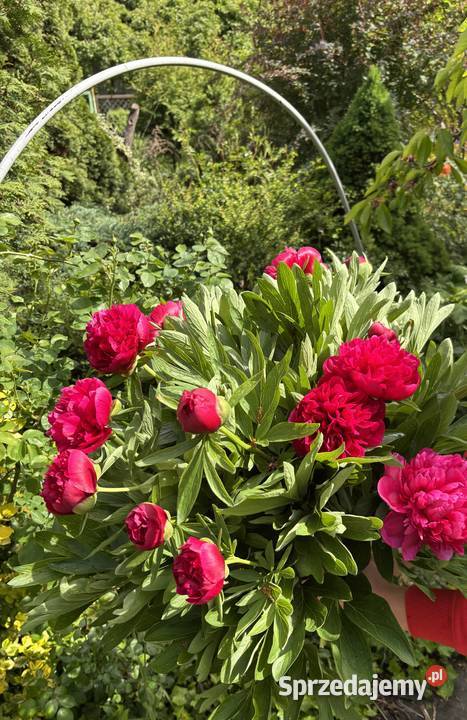 Piwonie cięte Poznań