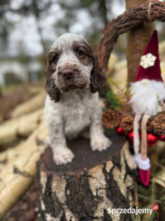 Jedyna taka Wyjątkowa sunia Cocker Spaniel małopolskie Kraków