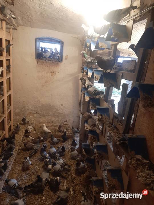 Sprzedam gołębielikwidacja hodowli lubuskie Starosiedle